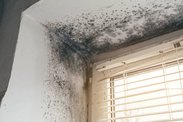 Affordable Mold Cleanup solutions in Ijamsville, MD